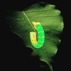 Bombeli Neon